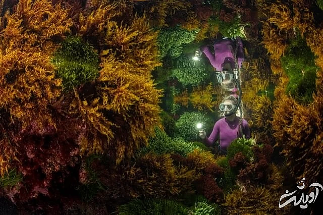 عکس های حیاتوحش برگزیده امسال را تماشا کنید